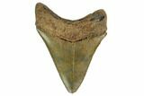 Serrated, Fossil Megalodon Tooth - Georgia #159746-1